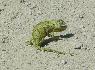 01 chamaeleon.jpg